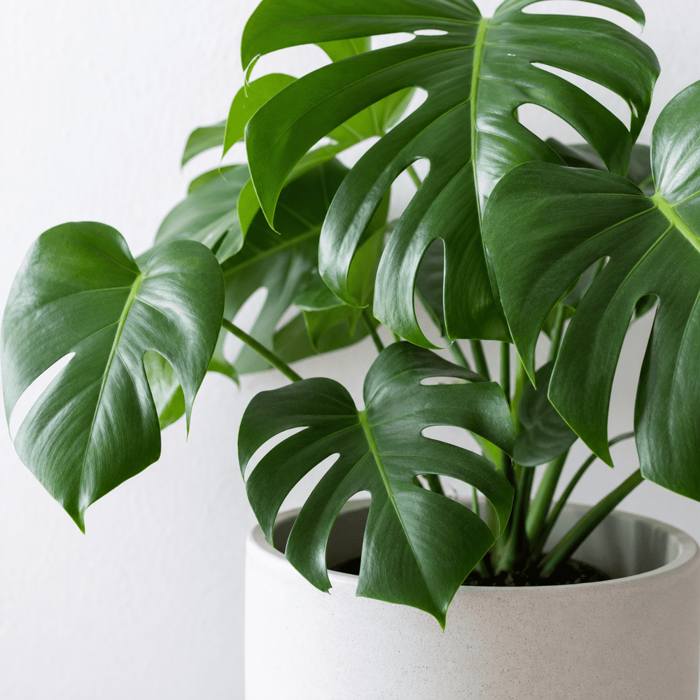 Monstera im Topf